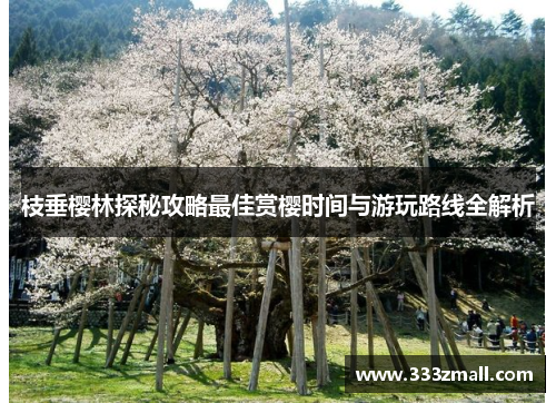 枝垂樱林探秘攻略最佳赏樱时间与游玩路线全解析